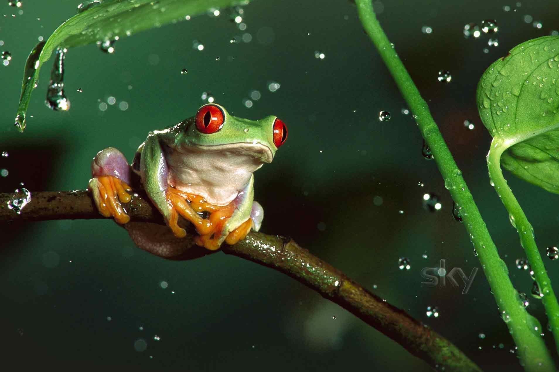 Sky online richmedia banner